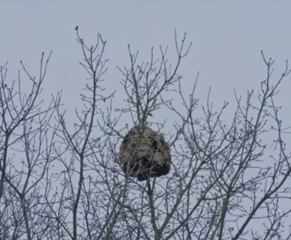 Nid signalé à Trélex